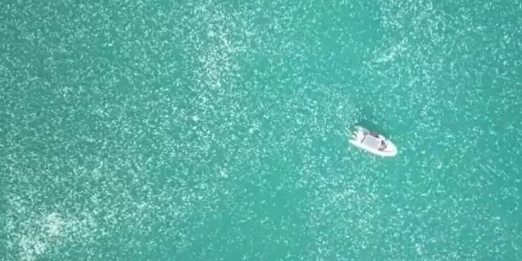 Κοπάδι από μέδουσες κατέκλυσε θάλασσα στην πόλη Χάιφα του Ισραήλ