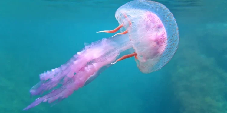 Μωβ μέδουσες: Τι δείχνουν οι καταγραφές των τελευταίων 10 ημερών – Ο χάρτης με τις «κόκκινες» περιοχές
