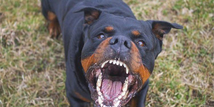 Εύβοια: Στη ΜΕΘ ο 6χρονος που δαγκώθηκε από ροτβάιλερ – Συγκλονίζει η νοσηλεύτρια του