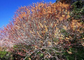 Καιρός σήμερα: Έως 19 βαθμούς η θερμοκρασία – Η πρόγνωση για Αθήνα και Θεσσαλονίκη