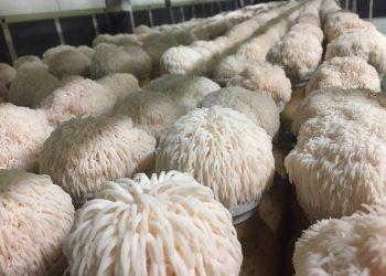 Μνήμη: Νέο συστατικό μανιταριού βελτιώνει τη μνήμη και τη μάθηση