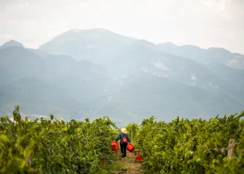 Η Ελλάδα του Κρασιού –Πιερία: Το Κλίμα, τα Οινοποιεία, οι Ποικιλίες, οι Ετικέτες