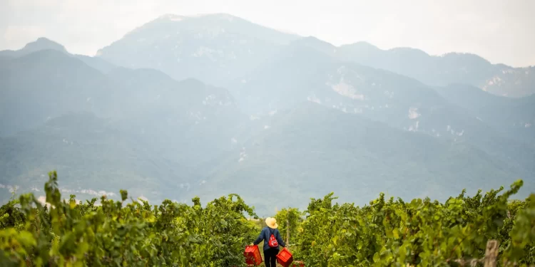 Η Ελλάδα του Κρασιού –Πιερία: Το Κλίμα, τα Οινοποιεία, οι Ποικιλίες, οι Ετικέτες