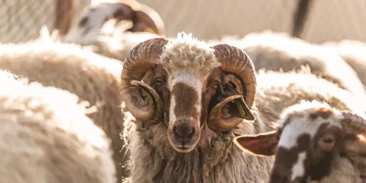 Το Καλαρρύτικο: Η πιο δυσεύρετη φυλή προβάτου στον κόσμο είναι ελληνική – Πού και πότε μπορείτε να το βρείτε
