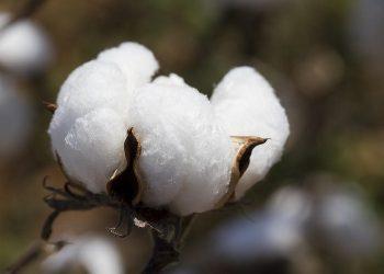 Βαμβάκι: Τα μυστικά ποιότητας του «λευκού» χρυσού της Ελλάδας