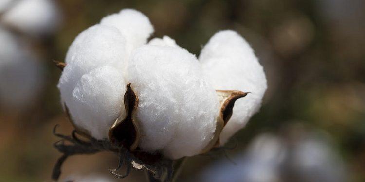 Βαμβάκι: Τα μυστικά ποιότητας του «λευκού» χρυσού της Ελλάδας