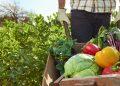 Wikifarmer: Αγρότες χωρίς μεσάζοντες – Νέος γύρος χρηματοδότησης