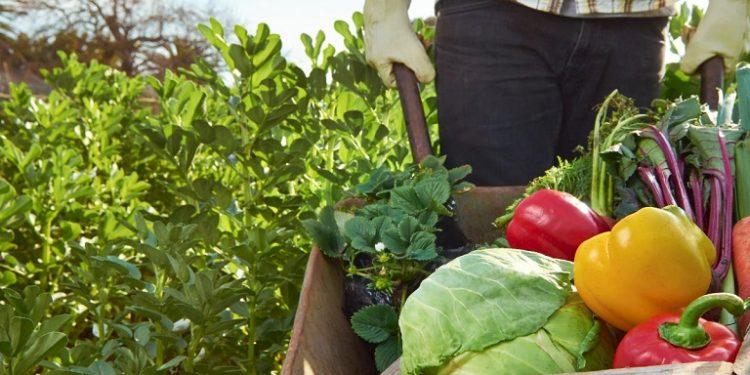 Wikifarmer: Αγρότες χωρίς μεσάζοντες – Νέος γύρος χρηματοδότησης