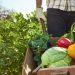Wikifarmer: Αγρότες χωρίς μεσάζοντες – Νέος γύρος χρηματοδότησης