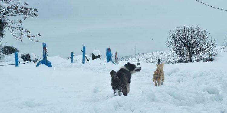 Καιρός: Η αιφνίδια στρατοσφαιρική θέρμανση φέρνει πολικό ψύχος – Η πρόβλεψη Μαρουσάκη