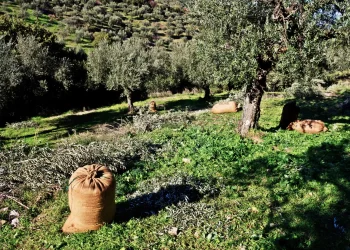 Ελαιοτουρισμός: Η νέα, κερδοφόρα μορφή τουρισμού -Σε ποια περιοχή της Ελλάδας αναπτύσσεται