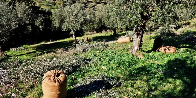 Ελαιοτουρισμός: Η νέα, κερδοφόρα μορφή τουρισμού -Σε ποια περιοχή της Ελλάδας αναπτύσσεται