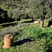 Ελαιοτουρισμός: Η νέα, κερδοφόρα μορφή τουρισμού -Σε ποια περιοχή της Ελλάδας αναπτύσσεται