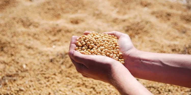 Σιτηρά: Ποιες είναι οι προοπτικές για την παραγωγή του 2023