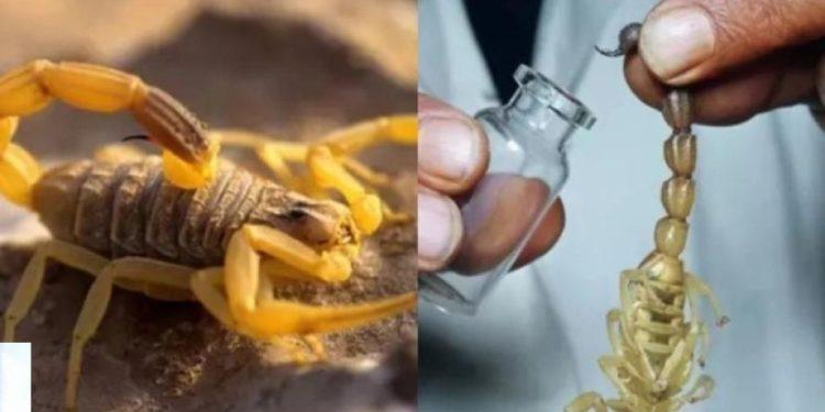 Ο λόγος που το δηλητήριο του σκορπιού είναι το πιο ακριβό υγρό στον κόσμο