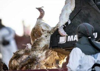 Μελέτη: Νέος ιός της γρίπης των πτηνών «εξαφανίζει τα πάντα» – Ανησυχία για την επισιτιστική ασφάλεια