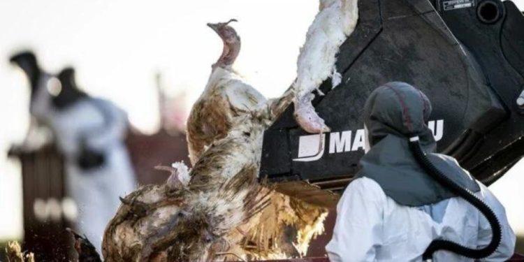 Μελέτη: Νέος ιός της γρίπης των πτηνών «εξαφανίζει τα πάντα» – Ανησυχία για την επισιτιστική ασφάλεια