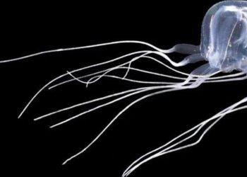 Ανακαλύφθηκε άγνωστο είδος μέδουσας με 24 μάτια (βίντεο)