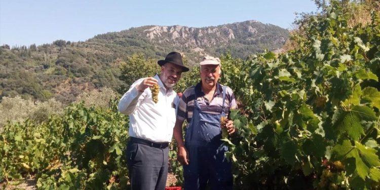 Τα πρώτα κρασιά Kosher Mevushal ελληνικής παραγωγής ταξιδεύουν από τη Σάμο για το εξωτερικό