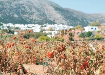 Γιατί το National Geographic έχει ξεχωρίσει αυτό το μποστάνι στη Σίφνο;