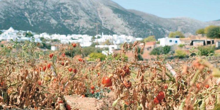 Γιατί το National Geographic έχει ξεχωρίσει αυτό το μποστάνι στη Σίφνο;
