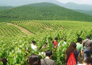 Οινοποιοί Βορείου Ελλάδος: προσκαλούν τις φίλες και του φίλους του κρασιού στα οινοποιεία τους