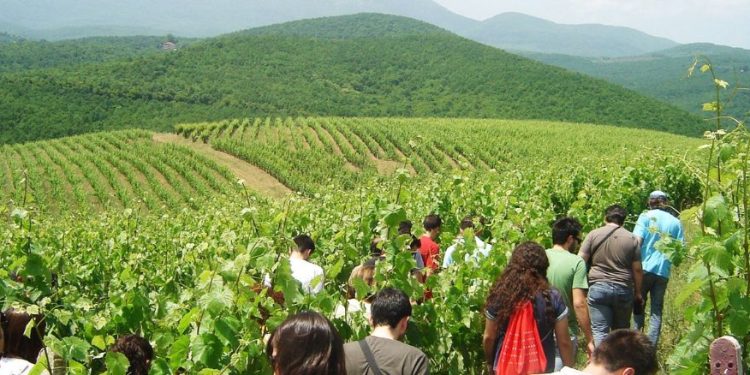 Οινοποιοί Βορείου Ελλάδος: προσκαλούν τις φίλες και του φίλους του κρασιού στα οινοποιεία τους