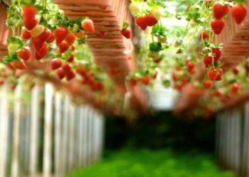 Φράουλα: «Σπάει» τα κοντέρ με επιδόσεις ρεκόρ στις εξαγωγές