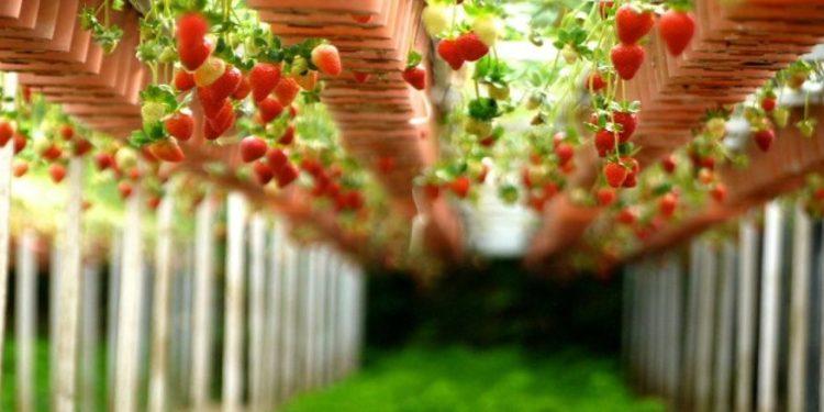 Φράουλα: «Σπάει» τα κοντέρ με επιδόσεις ρεκόρ στις εξαγωγές