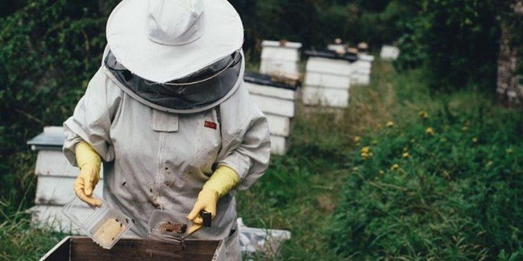 Μελισσοκόμοι: Οικονομική στήριξη της νομαδικής μελισσοκομίας