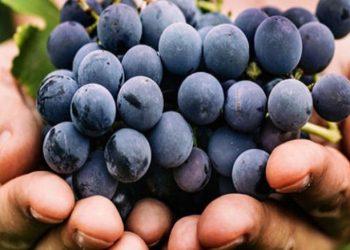 ΚΕΟΣΟΕ: Μάθημα βιώσιμης αμπελουργίας – Οι αρχαίοι Έλληνες…διδάσκουν