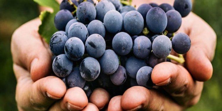 ΚΕΟΣΟΕ: Μάθημα βιώσιμης αμπελουργίας – Οι αρχαίοι Έλληνες…διδάσκουν