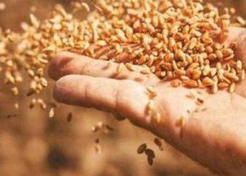 Σιτηρά: Τα καταπράσινα χωράφια της Ευρώπης κρατούν υπό έλεγχο το κόστος των τροφίμων