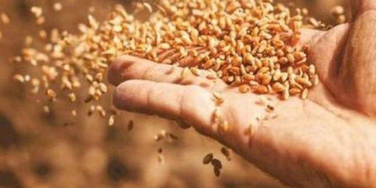 Σιτηρά: Τα καταπράσινα χωράφια της Ευρώπης κρατούν υπό έλεγχο το κόστος των τροφίμων