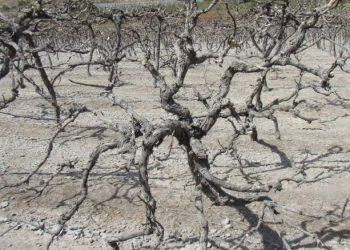 Η πιθανότητα εξαφάνισης των αμπελώνων και το αβέβαιο μέλλον τους