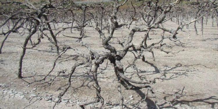 Η πιθανότητα εξαφάνισης των αμπελώνων και το αβέβαιο μέλλον τους