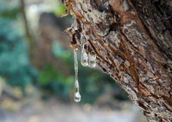 Χίος: Ξεκίνησαν οι έρευνες για την παραγωγή ορεινής μαστίχας