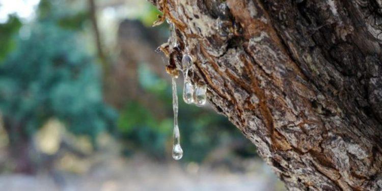 Χίος: Ξεκίνησαν οι έρευνες για την παραγωγή ορεινής μαστίχας