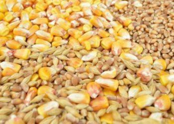 Κίνημα διάσωσης των παραδοσιακών σπόρων