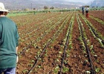 Ηλεία: Σε κρίσιμο σταυροδρόμι η παραγωγή – Αφανίζεται, λένε οι αγρότες