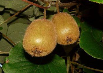 Τέμπη: Ανησυχία για μείωση της παραγωγής ακτινιδίου λόγω ακαρπίας