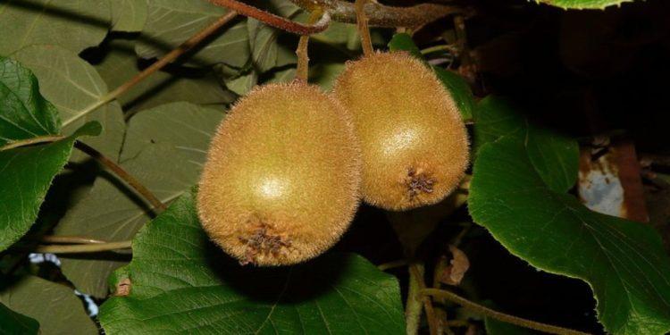 Τέμπη: Ανησυχία για μείωση της παραγωγής ακτινιδίου λόγω ακαρπίας