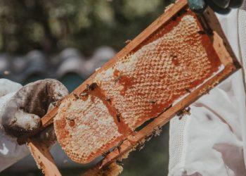 Μέλι: Βόµβα υγείας το µέλι της βελανιδιάς