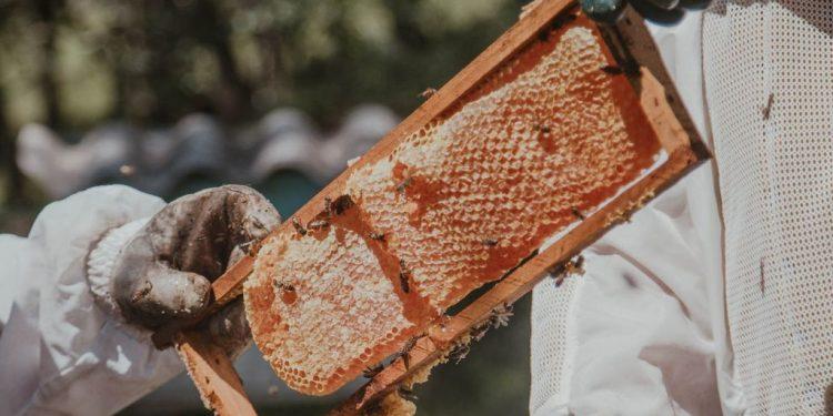 Μέλι: Βόµβα υγείας το µέλι της βελανιδιάς