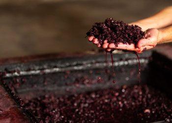 Ελληνική Οινοπαραγωγή: Μείωση 13,86% δείχνουν τα στοιχεία για το 2022-2023