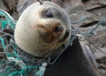 Δίχτυα Φάντασμα – Απο Τον Στελιο Ταντούρη