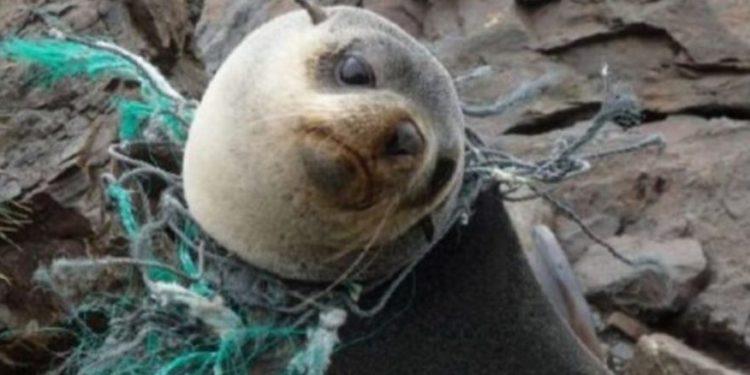 Δίχτυα Φάντασμα – Απο Τον Στελιο Ταντούρη