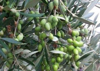 Χαλκιδική: Άσχημα μαντάτα για την επιτραπέζια ελιά – Ολική η ακαρπία στα δέντρα
