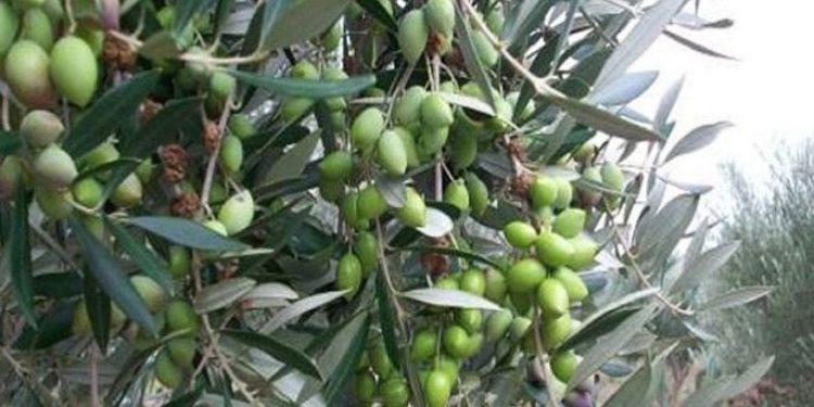 Χαλκιδική: Άσχημα μαντάτα για την επιτραπέζια ελιά – Ολική η ακαρπία στα δέντρα