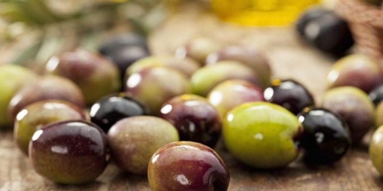 Επιτραπέζια ελιά: Δυσοίωνες οι προβλέψεις για τη νέα ελαιοκομική περίοδο